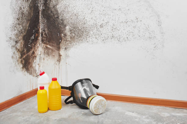 Home Mold Removal in Weaver, AL