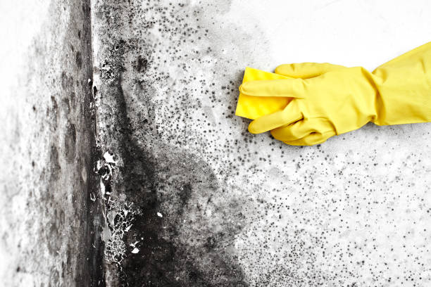 Best Local Mold Removal Service  in Weaver, AL