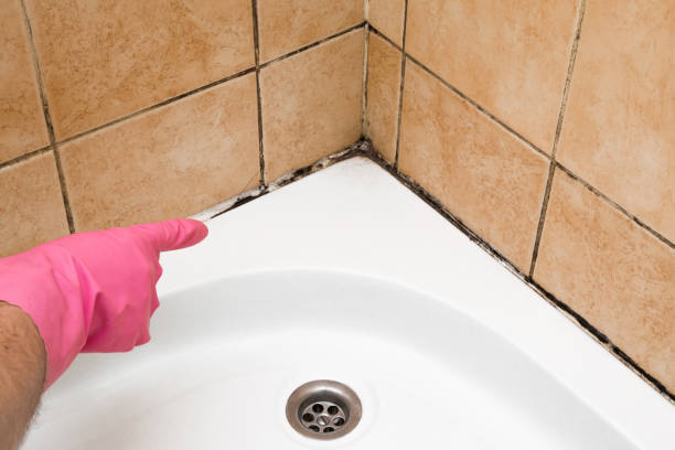 Best Mold Damage Repair  in Weaver, AL